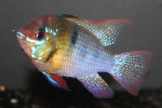Ramirezi